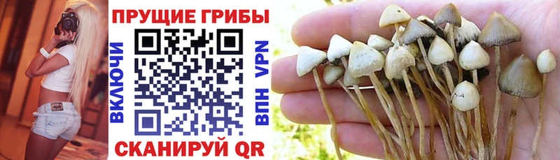 Галлюциногенные грибы прущие грибы  Купить  Клинцы 